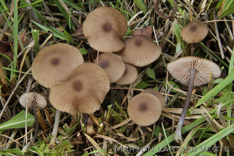 Schubbig staalsteeltje - Entoloma asprellum